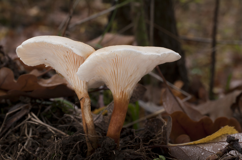 Hygrophoropsis pallida